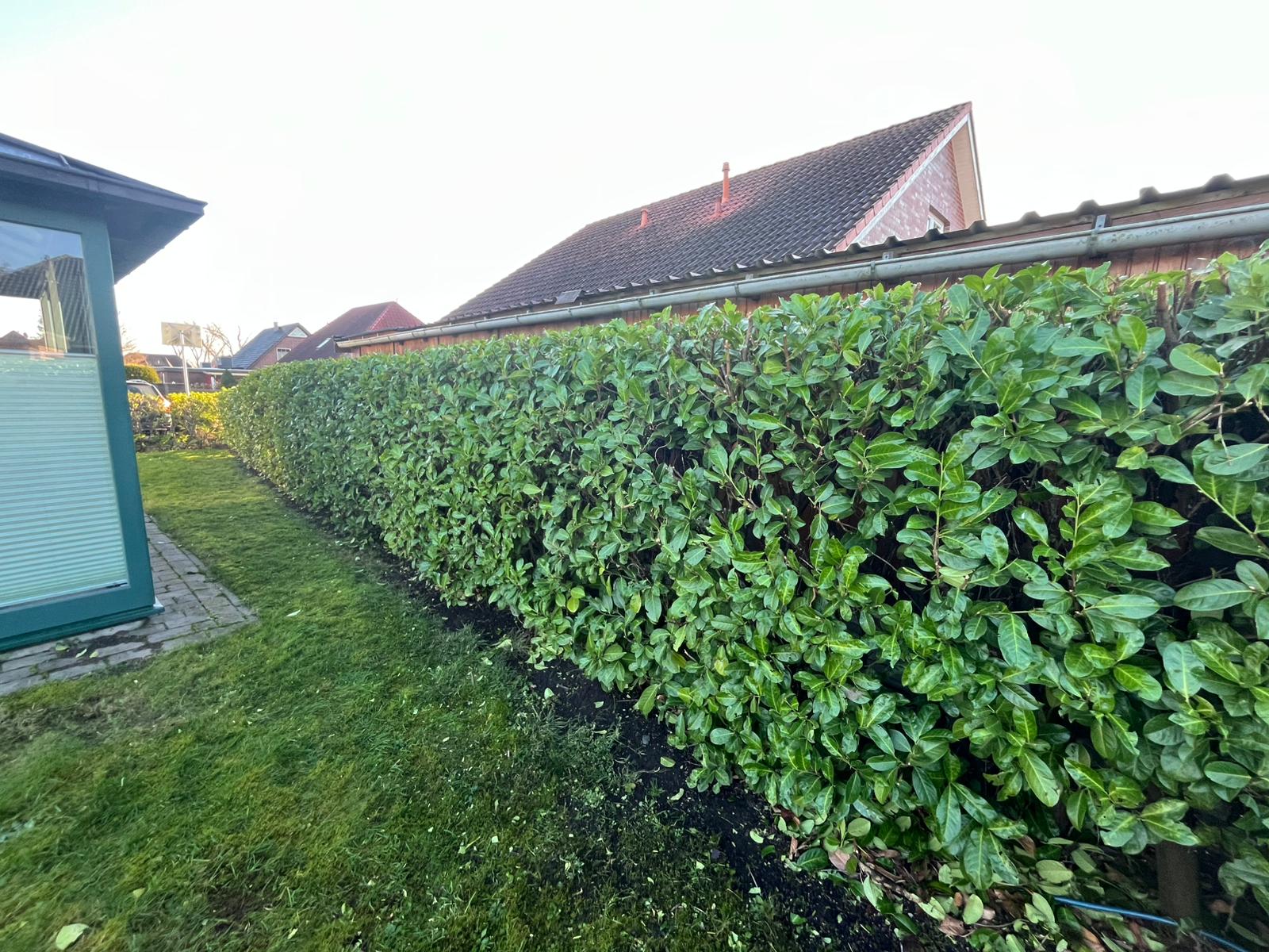 Heckenschnitt